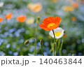 オレンジ色のポピー 140463844