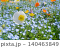 白いポピー 140463849