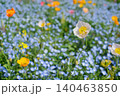 ネモフィラとポピー 140463850
