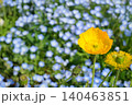 黄色いポピー 140463851