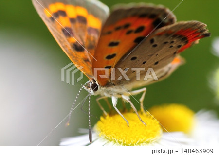 ヒメジョオンの花の蜜を吸うベニシジミチョウのクローズアップ ヒメジョオンの花の蜜を吸うベニシジミチョウのクローズアップ 140463909