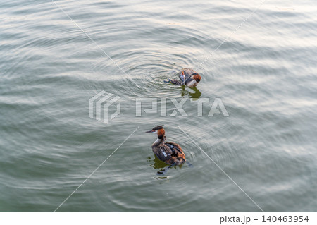 An adult great crested grebe feeds its chick with fish on a summer evening. 140463954