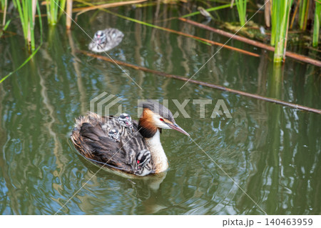 The water bird Great crested Grebe, Podiceps cristatus, swimming in the lake, and its cute babies riding on its back 140463959