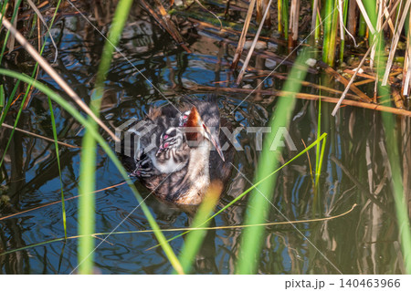 The water bird Great crested Grebe, Podiceps cristatus, swimming in the lake, and its cute babies riding on its back The water bird Great crested Grebe, Podiceps cristatus, swimming in the lake, and its cute babies riding on its back 140463966
