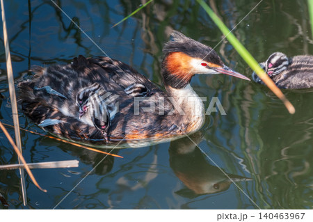 The water bird Great crested Grebe, Podiceps cristatus, swimming in the lake, and its cute babies riding on its back The water bird Great crested Grebe, Podiceps cristatus, swimming in the lake, and its cute babies riding on its back 140463967