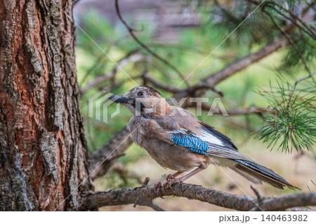Eurasian jay, garrulus glandarius, sitting on top of old tree branch. Interested wild bird with brown and turquoise plumage from side view in nature. 140463982