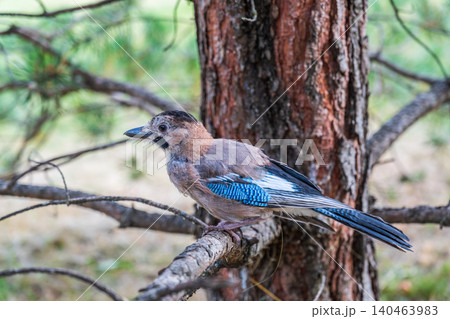 Eurasian jay, garrulus glandarius, sitting on top of old tree branch. Interested wild bird with brown and turquoise plumage from side view in nature. Eurasian jay, garrulus glandarius, sitting on top of old tree branch. Interested wild bird with brown and turquoise plumage from side view in nature. 140463983