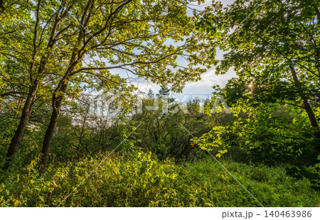 The sun through the trees in the summer park. Beautiful park in spring with bright sun shining through the trees The sun through the trees in the summer park. Beautiful park in spring with bright sun shining through the trees 140463986