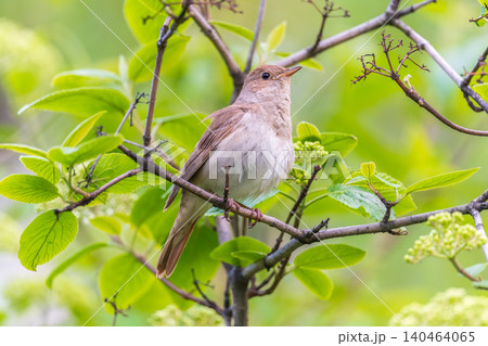 Thrush Nightingale, Luscinia luscinia. A bird sits on a tree branch and sings 140464065