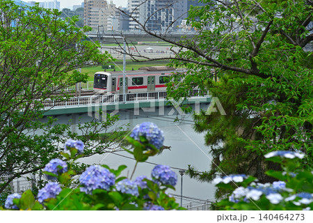 アジサイと電車 アジサイと電車 140464273