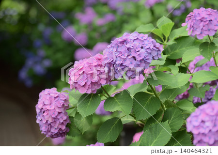 アジサイ アジサイ 140464321