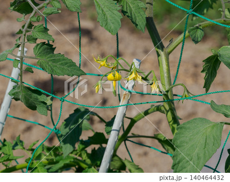 6月の家庭菜園で咲き出したトマトの花 6月の家庭菜園で咲き出したトマトの花 140464432