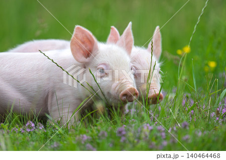Pink piglets stands curiously amidst a field of lush green grass and delicate purple clover flowers Pink piglets stands curiously amidst a field of lush green grass and delicate purple clover flowers 140464468
