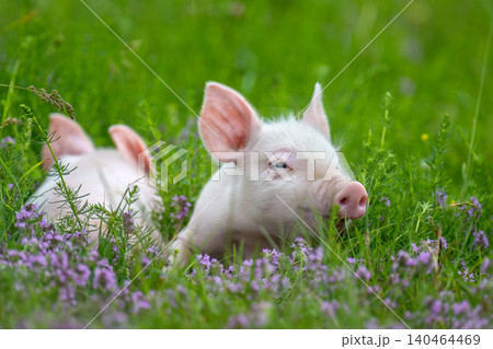Pink piglets stands curiously amidst a field of lush green grass and delicate purple clover flowers Pink piglets stands curiously amidst a field of lush green grass and delicate purple clover flowers 140464469