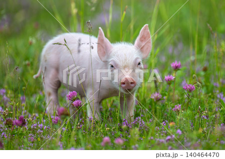 A young, pink piglet stands curiously amidst a field of lush green grass and delicate purple clover flowers A young, pink piglet stands curiously amidst a field of lush green grass and delicate purple clover flowers 140464470
