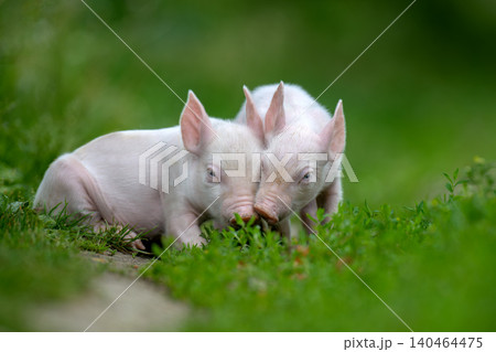 Two adorable pink piglets exploring a lush green grassy field Two adorable pink piglets exploring a lush green grassy field 140464475