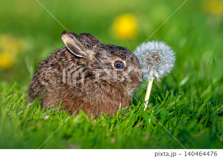 Leveret sitting near dandelion seed head in green grass Leveret sitting near dandelion seed head in green grass 140464476