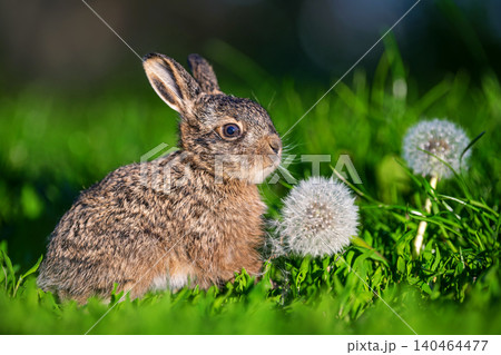Leveret sitting near dandelion seed head in green grass Leveret sitting near dandelion seed head in green grass 140464477