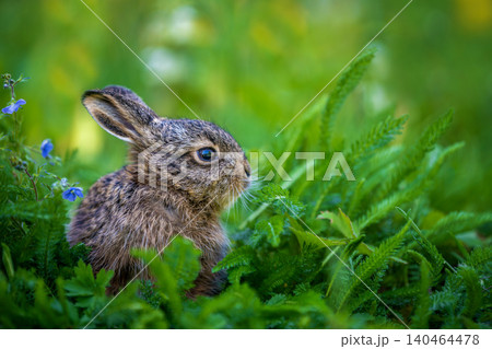 Young wild hare sitting among green meadow grass Young wild hare sitting among green meadow grass 140464478