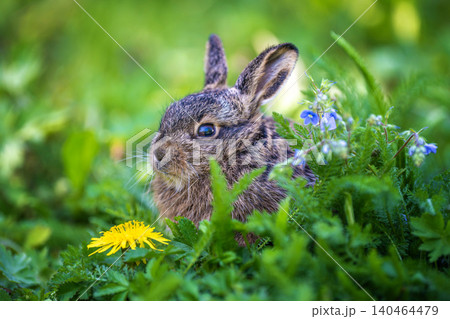 Young wild hare sitting among green meadow grass 140464479