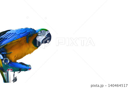 Parrot macaw bird colorful blue yellow closeup tropical exotic pet Parrot macaw bird colorful blue yellow closeup tropical exotic pet 140464517