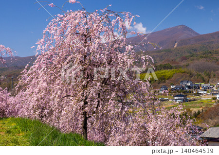 長野県小諸市諸東房　桜の名所飯綱山公園　浅間山や高峰山を望む高台の斜面に小諸八重紅枝垂などが咲く景色 140464519