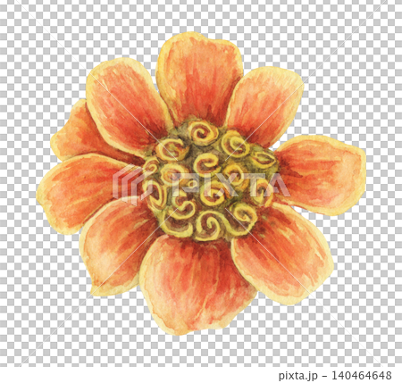 Watercolor French Marigold orange flower botanical illustration. Hand drawn Tagetes patula bloom with bright petal and vintage top view. Floral summer design for wedding invitation card or postcard. Watercolor French Marigold orange flower botanical illustration. Hand drawn Tagetes patula bloom with bright petal and vintage top view. Floral summer design for wedding invitation card or postcard. 140464648