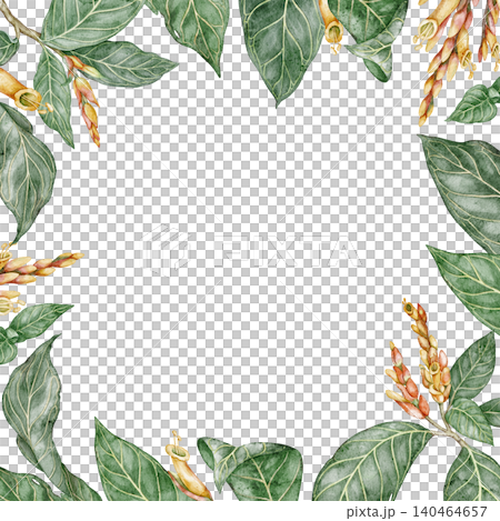 Sanchezia plant square frame with copy space. Hand drawn watercolor background with tropical green leaves in botanical style. Exotic floral natural design for garden card or botanical art template Sanchezia plant square frame with copy space. Hand drawn watercolor background with tropical green leaves in botanical style. Exotic floral natural design for garden card or botanical art template 140464657