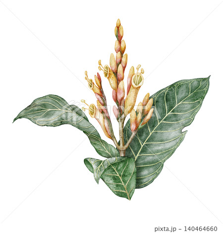 Watercolor Sanchezia speciosa tropical leaves botanical illustration. Hand drawn green branch with flowers and detailed foliage. Exotic floral design for natural print or decorative summer artwork Watercolor Sanchezia speciosa tropical leaves botanical illustration. Hand drawn green branch with flowers and detailed foliage. Exotic floral design for natural print or decorative summer artwork 140464660