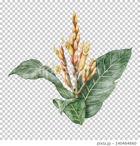 Watercolor Sanchezia speciosa tropical leaves botanical illustration. Hand drawn green branch with flowers and detailed foliage. Exotic floral design for natural print or decorative summer artwork Watercolor Sanchezia speciosa tropical leaves botanical illustration. Hand drawn green branch with flowers and detailed foliage. Exotic floral design for natural print or decorative summer artwork 140464660