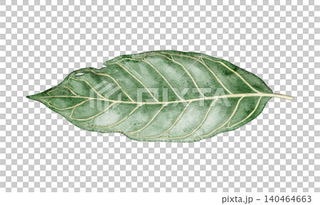 Watercolor Sanchezia tropical leaves botanical illustration artwork. Hand drawn green plant with detailed texture. Exotic floral design for garden card. Natural greenery element for decorative print Watercolor Sanchezia tropical leaves botanical illustration artwork. Hand drawn green plant with detailed texture. Exotic floral design for garden card. Natural greenery element for decorative print 140464663