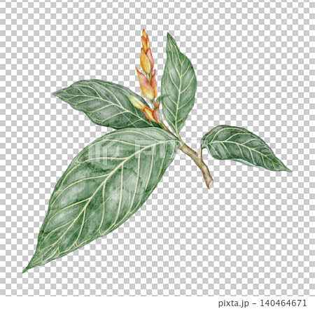 Watercolor Sanchezia speciosa tropical leaves botanical illustration. Hand drawn green branch with flower and detailed foliage. Exotic floral design for natural print or decorative summer artwork Watercolor Sanchezia speciosa tropical leaves botanical illustration. Hand drawn green branch with flower and detailed foliage. Exotic floral design for natural print or decorative summer artwork 140464671
