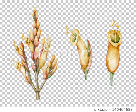 Watercolor Sanchezia plant tropical flower set botanical illustration. Hand drawn yellow branch with blossom. Exotic floral design for garden print. Natural decorative elements for indoor artwork Watercolor Sanchezia plant tropical flower set botanical illustration. Hand drawn yellow branch with blossom. Exotic floral design for garden print. Natural decorative elements for indoor artwork 140464688