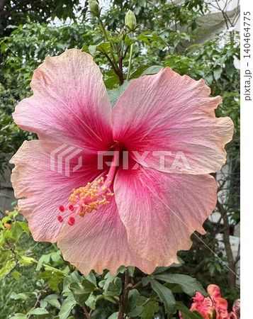 Photo of close-up pink hibiscus flower for plants, tree, park, picnic, nature, garden, home, house yard, decorations, summer vibe, girly elements, shirt print, poster, post card, fashion, accessory Photo of close-up pink hibiscus flower for plants, tree, park, picnic, nature, garden, home, house yard, decorations, summer vibe, girly elements, shirt print, poster, post card, fashion, accessory 140464775