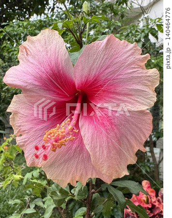 Photo of close-up pink hibiscus flower for plants, tree, park, picnic, nature, garden, home, house yard, decorations, summer vibe, girly elements, shirt print, poster, post card, fashion, accessory Photo of close-up pink hibiscus flower for plants, tree, park, picnic, nature, garden, home, house yard, decorations, summer vibe, girly elements, shirt print, poster, post card, fashion, accessory 140464776