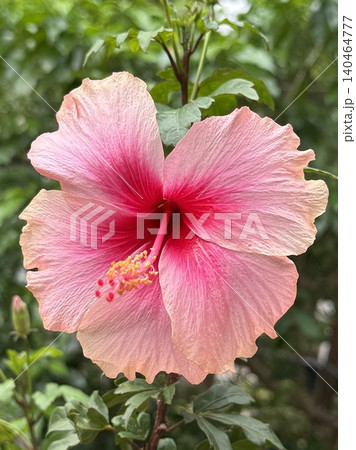 Photo of close-up pink hibiscus flower for plants, tree, park, picnic, nature, garden, home, house yard, decorations, summer vibe, girly elements, shirt print, poster, post card, fashion, accessory Photo of close-up pink hibiscus flower for plants, tree, park, picnic, nature, garden, home, house yard, decorations, summer vibe, girly elements, shirt print, poster, post card, fashion, accessory 140464777