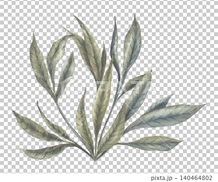 Watercolor muted green peony leaves botanical arrangement. Hand drawn foliage bouquet in vintage elegance style. Floral design for wedding invitation. Romantic garden card decorative art element. Watercolor muted green peony leaves botanical arrangement. Hand drawn foliage bouquet in vintage elegance style. Floral design for wedding invitation. Romantic garden card decorative art element. 140464802