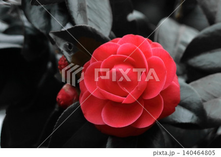 赤い椿の花 赤い椿の花 140464805
