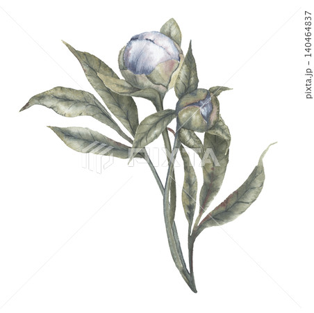 Watercolor indigo blue peony flower bud botanical illustration. Hand drawn bouquet with leaves in delicate vintage style. Floral design for wedding invitation. Romantic card decorative element. Watercolor indigo blue peony flower bud botanical illustration. Hand drawn bouquet with leaves in delicate vintage style. Floral design for wedding invitation. Romantic card decorative element. 140464837