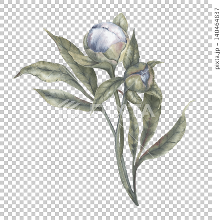 Watercolor indigo blue peony flower bud botanical illustration. Hand drawn bouquet with leaves in delicate vintage style. Floral design for wedding invitation. Romantic card decorative element. Watercolor indigo blue peony flower bud botanical illustration. Hand drawn bouquet with leaves in delicate vintage style. Floral design for wedding invitation. Romantic card decorative element. 140464837