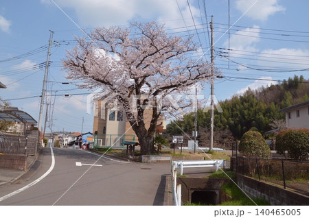 東京の田舎の桜 東京の田舎の桜 140465005