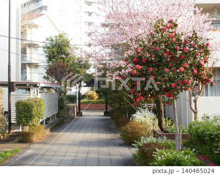 東京の田舎の桜 東京の田舎の桜 140465024