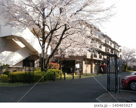 東京の田舎の桜 東京の田舎の桜 140465027
