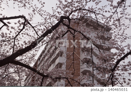 東京の田舎の桜 東京の田舎の桜 140465031