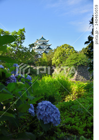 《愛知県》名古屋城天守閣と紫陽花 《愛知県》名古屋城天守閣と紫陽花 140465059