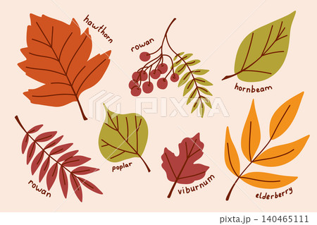A set of colorful autumn leaves, twigs and berries for decoration, a botanical herbarium with rowan, poplar, viburnum, hornbeam 140465111