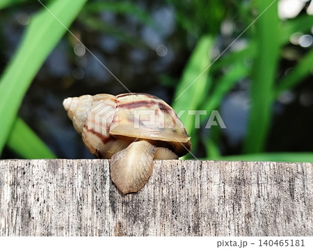 snail crawling on a board in the garden snail crawling on a board in the garden 140465181