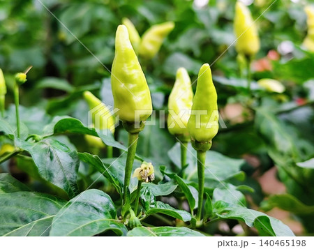 Yellow chili plants bear abundant fruit Yellow chili plants bear abundant fruit 140465198