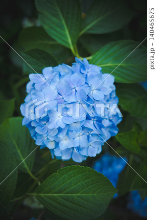 雨上がりに美しく咲く高幡不動尊の紫陽花 140465675