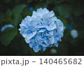 雨上がりに美しく咲く高幡不動尊の紫陽花 140465682